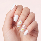 White Daisy Bloom