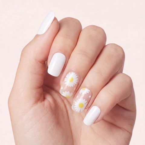 White Daisy Bloom
