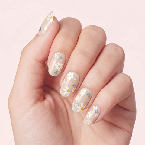 Daisy Flutter